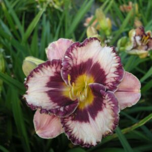 Tarhapaivanlilja-Hemerocallis-exotic-treasure
