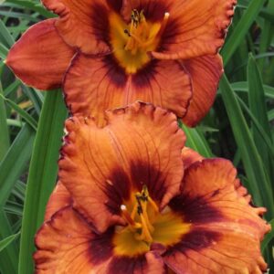Tarhapaivanlilja-Hemerocallis-San-Luis-Halloween-