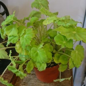 Rex-begonia-lima-love