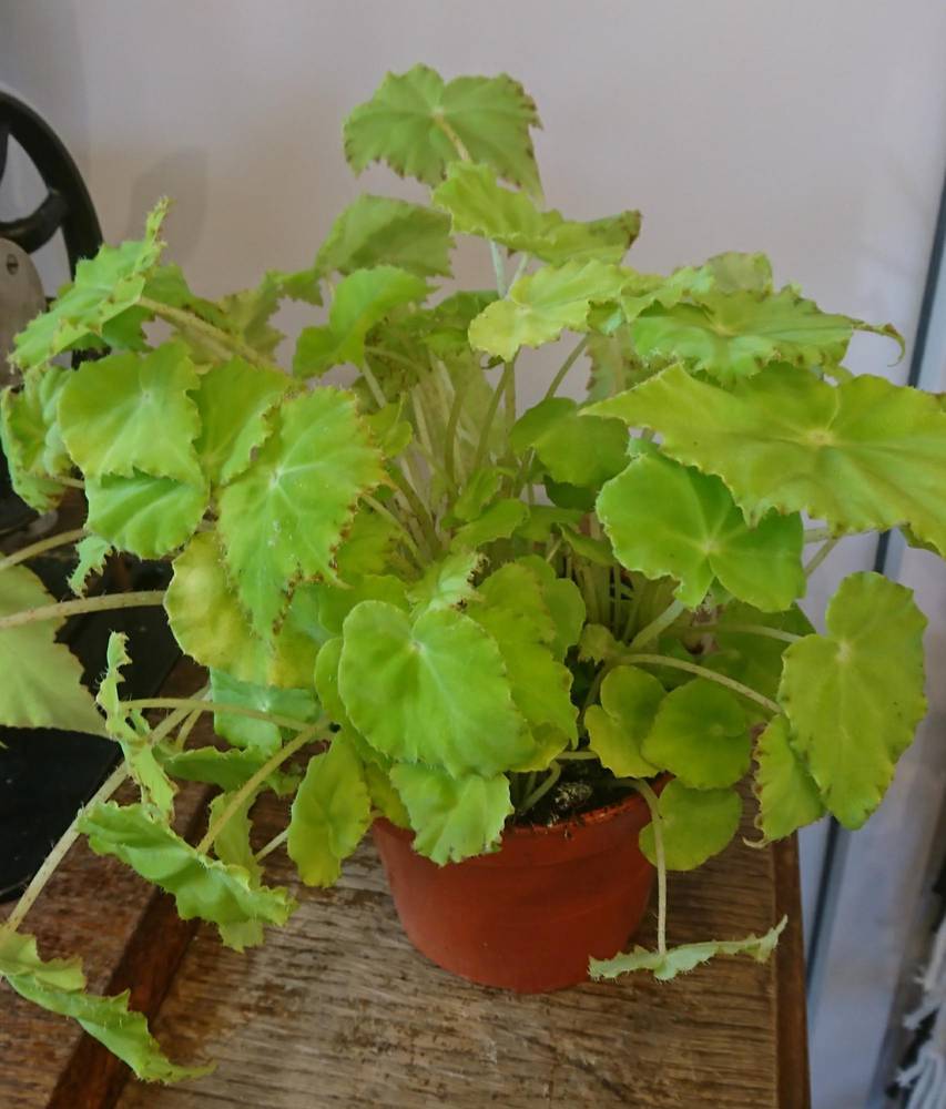 Rex-begonia-lima-love