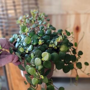 Muorinkukka-pepperspot