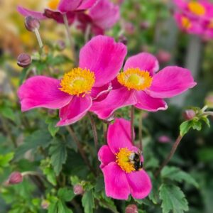 Syysvuokko-emmy-deep-rose