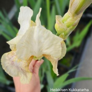 Kurjenmiekka-iris-6