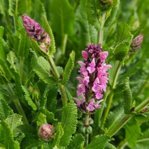 Loistosalvia-Menkar-rose2