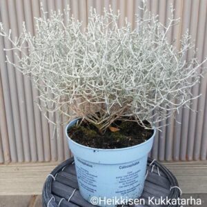 hopealanka-5