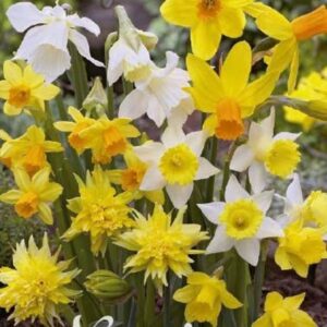 narsissi-botanical-mix