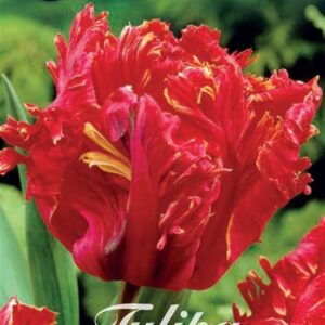 tulppaani-garden-fire