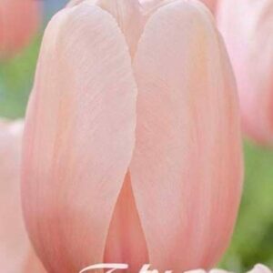 tulppaani-salmon-impression